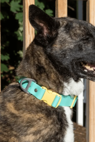 Island Vibes Waterproof Dog Collar (size: 13 - 15 inch)